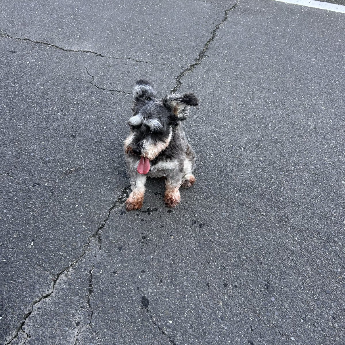 JOJO58906420's tweet photo. 迷子犬保護中〜！
飼い主さーん無事ですからねー！！
早く警察か香川県三豊市西讃保健所に連絡してみて〜 https://t.co/VFzBwiP0RZ