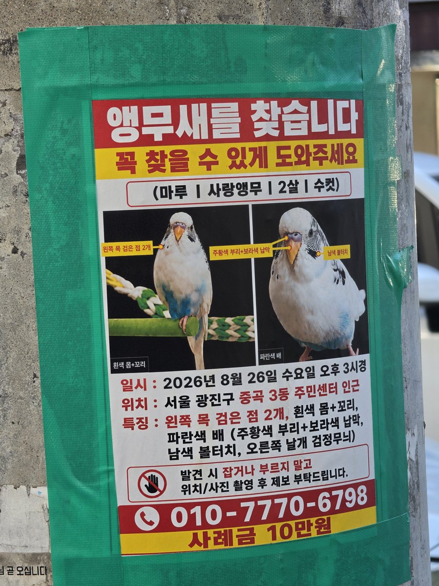 Blueyed_Tiger's tweet photo. 앵무를 잃어버리셨다고 함.
중곡 군자 일대 사시는 분들 이렇게 생긴 앵무 보면 찾을 수 있게 연락 부탁드립니다. https://t.co/OHllVsr297