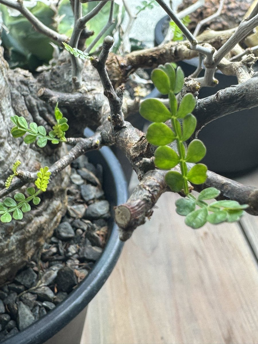 gori_gori_green's tweet photo. 販売株絶好調です🌈
パキプス現地株
#BOTANICALWORLD https://t.co/3Tb4hEkff4