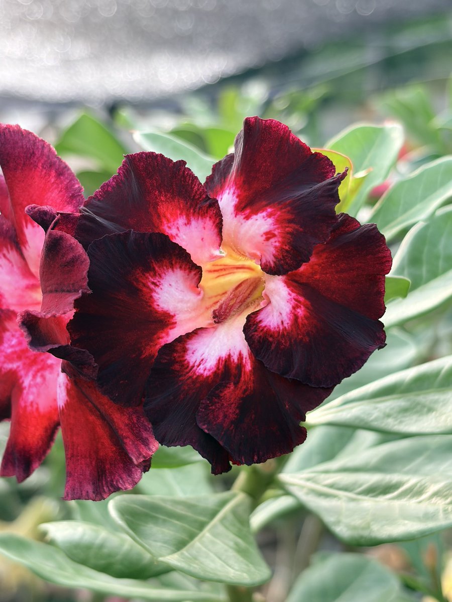 cygnuscubensis's tweet photo. Los Adeniums son una maravilla de la naturaleza. #adenium https://t.co/a3RBNe8RWJ
