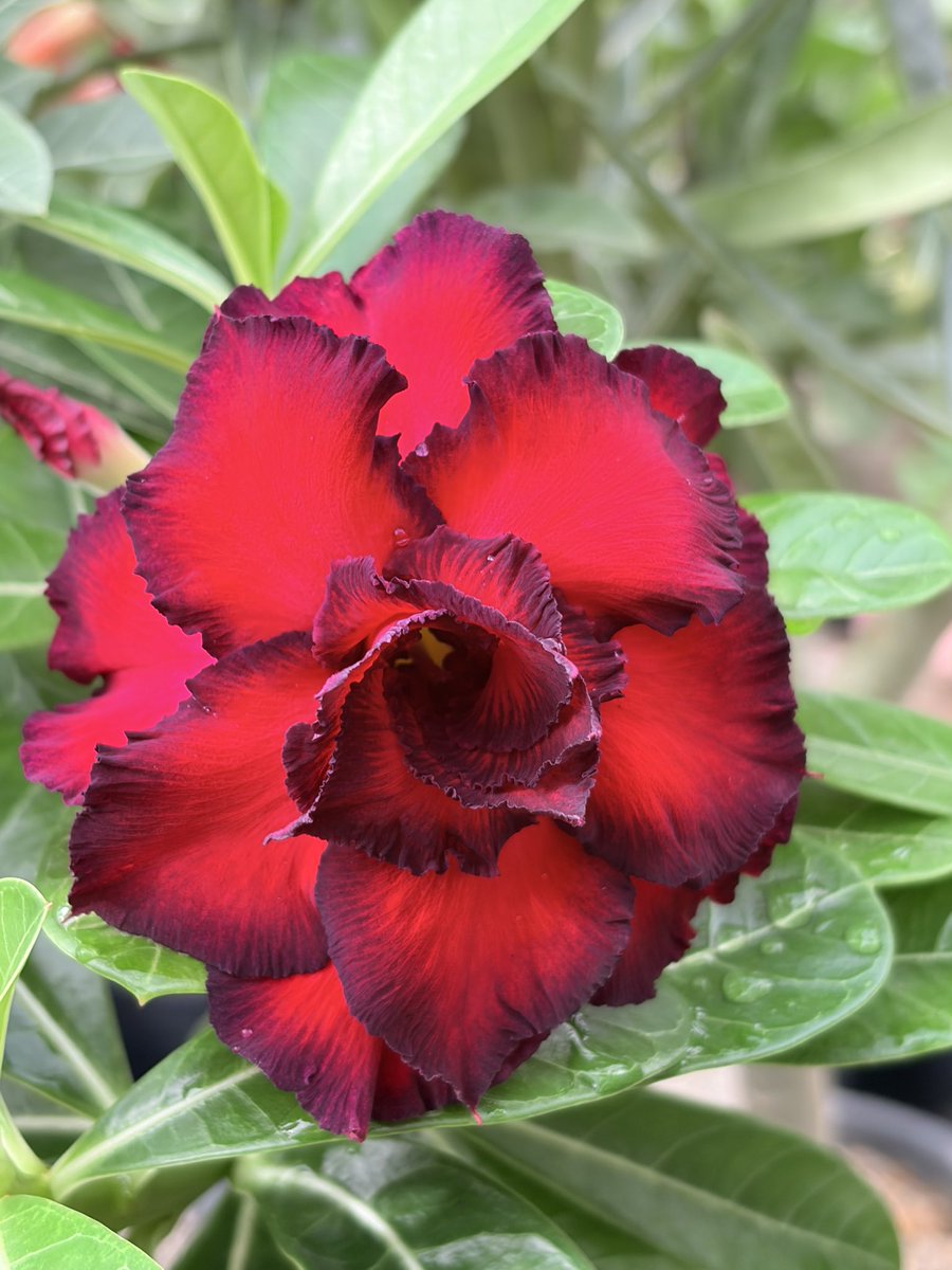 cygnuscubensis's tweet photo. Los Adeniums son una maravilla de la naturaleza. #adenium https://t.co/a3RBNe8RWJ