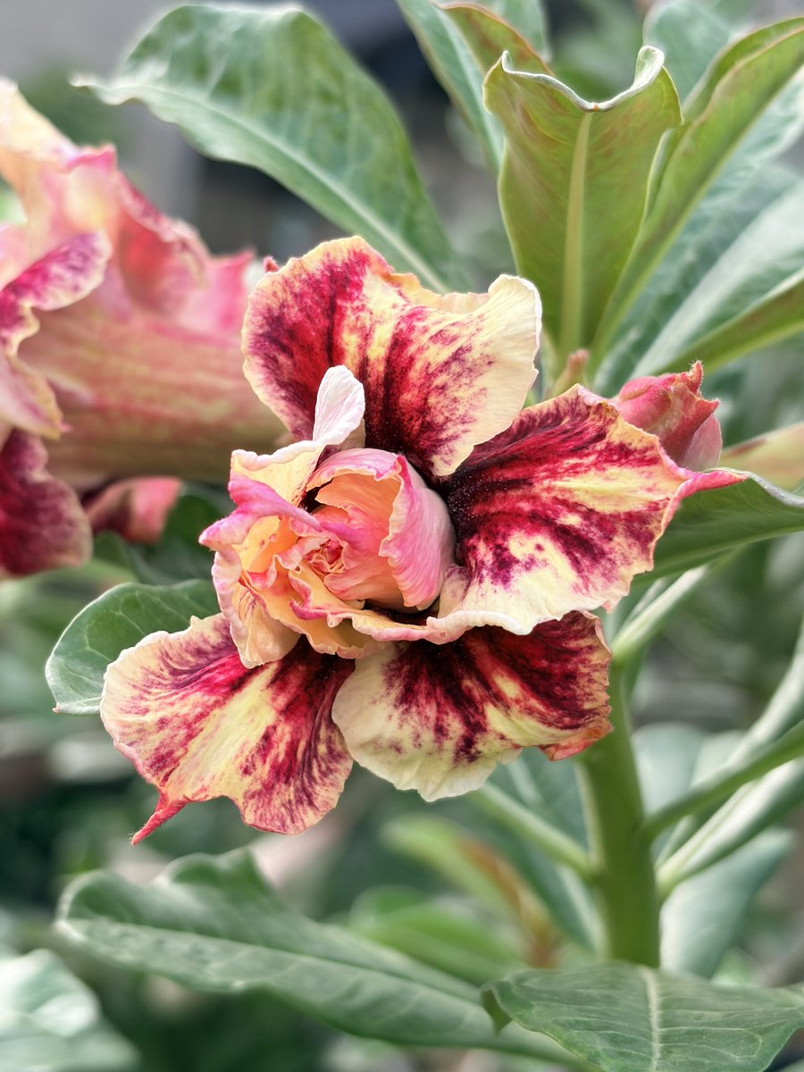 cygnuscubensis's tweet photo. Los Adeniums son una maravilla de la naturaleza. #adenium https://t.co/a3RBNe8RWJ