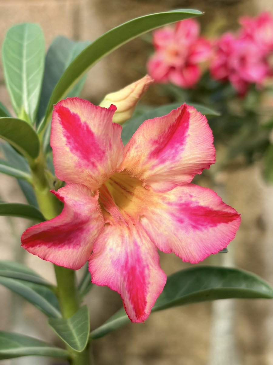 cygnuscubensis's tweet photo. Los Adeniums son una maravilla de la naturaleza. #adenium https://t.co/a3RBNe8RWJ