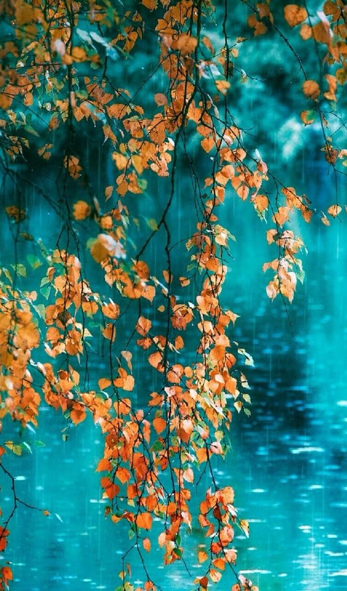 SmileTheni1's tweet photo. Η αλήθεια είναι πώς το 
φετινό καλοκαίρι με κούρασε 
με τις υπερβολικές ζέστες
και έλεγα πότε να φύγει..,
όμως τώρα που μπήκε το
φθινόπωρο,  με πιάνει μια γλυκιά μελαγχολία..
Την καλημέρα μου σε όλους 🙋 https://t.co/Xxu9P9rBuC