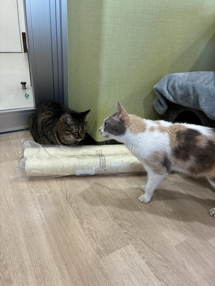 fureai4141 tweet picture