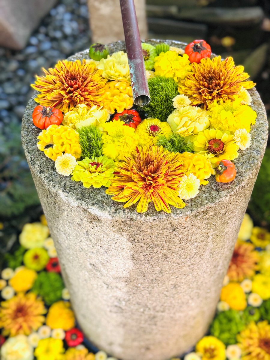 gyoda_kankou's tweet photo. 本日10月1日より、6月以来、久しぶりの #花手水week がスタートします♪ 
花手水を眺めながらゆっくり秋の行田散策をしてみませんか？☺️
そして、10月3日(土)はライトアップイベント「＃希望の光」も開催✨
昼間とはひと味違う、幻想的な花手水と夜の行田をお楽しみください🌙
#行田市 ＃忍城 ＃行田八幡神社 ＃ライトアップ