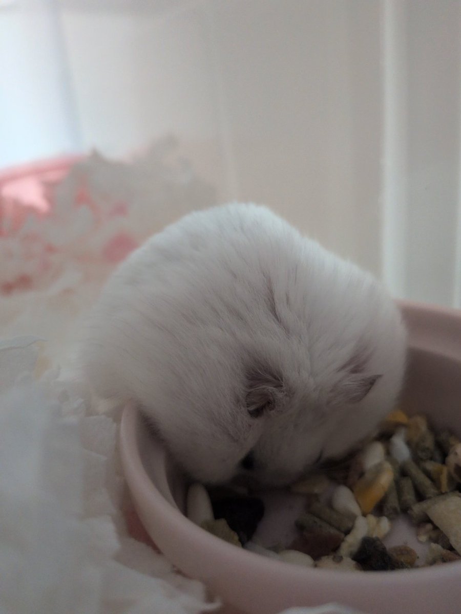 tsurumi_chuui's tweet photo. 今日もごはんいっぱい食べてね https://t.co/vYPK31BzN8