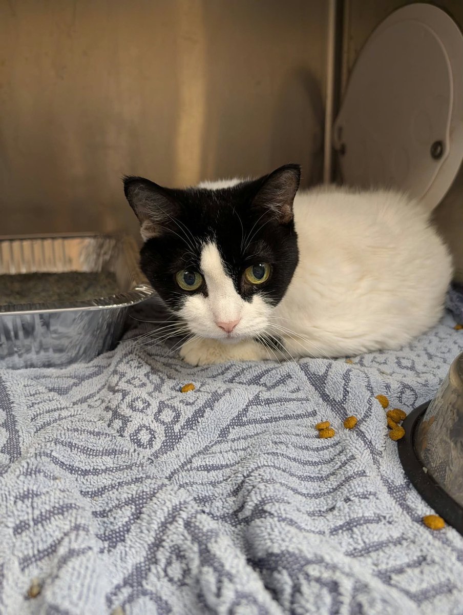 cobbkitties's tweet photo. 🚨🐱SENIOR ‼️
RESCUE/PLEDGES or ADOPTER NEEDED NOW
Spotty’s owner passed away 😭 she is likely deaf. Help find a soft spot for this super senior to spend her golden years.

NAME: Spotty
COMBO STATUS: 
AGE: 20Y
SEX: Female
ID: 22901
CAGE: 610
IN SHELTER S… https://t.co/3NYxSvCqmu https://t.co/AWzuE5kazR