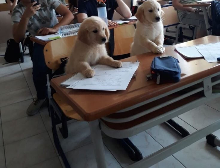cutestpuppyy's tweet photo. https://t.co/paeN0JSCmV