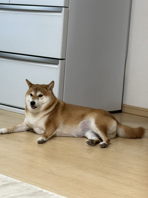 A Shiba Inu lies politely on the wooden floor beside a gray cabinet, calmly waiting as part of its well-mannered bedtime routine.
