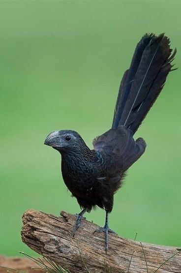 tired_ibis's tweet photo. some birds r just straight up dinosaurs,,, love it💚💚 https://t.co/W4yIvxRS6D