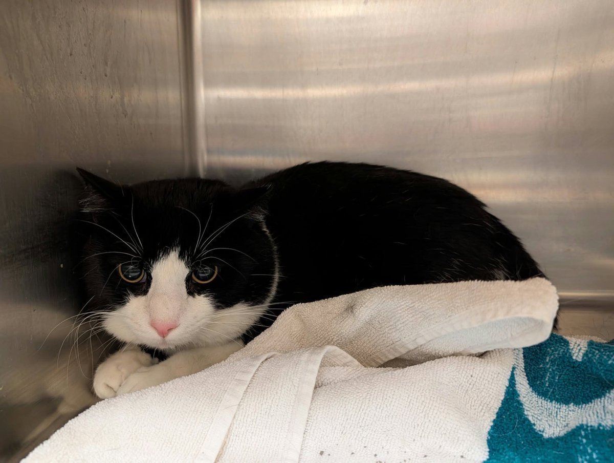 cobbkitties's tweet photo. RESCUE/PLEDGES or ADOPTER NEEDED 

NAME: Killua
COMBO STATUS: 
AGE: 1Y
SEX: Male
ID: 22897
CAGE: 644
IN SHELTER SINCE: 9/25/26
ADOPTION or RESCUE ONLY: Adoption

If you can help, please call or email the Rescue Coordinator, Elizabeth George:

770-590-659… https://t.co/ylUhcPsUwD https://t.co/itTLjZQku0