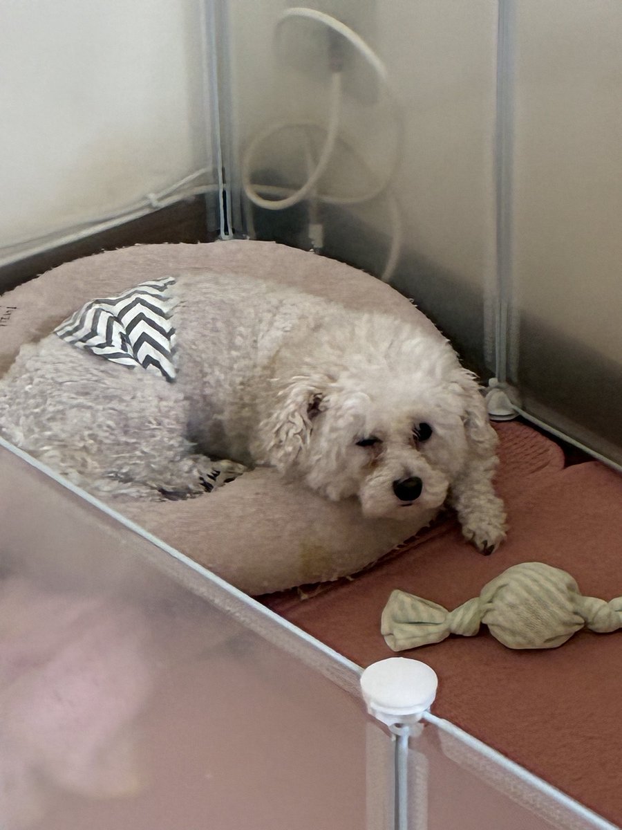 m_chwow's tweet photo. しょぼくれ犬とげんきーぬ https://t.co/SBH9volc4N