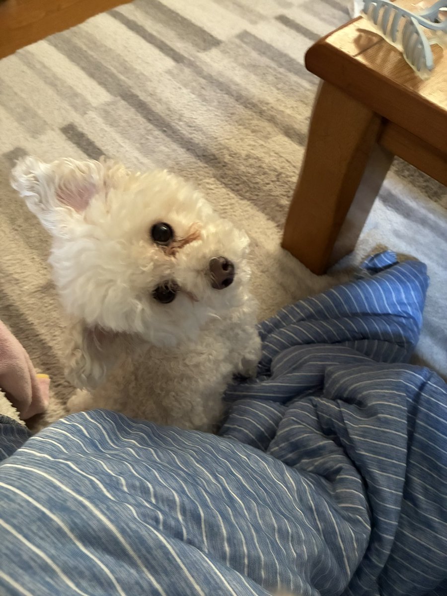 m_chwow's tweet photo. しょぼくれ犬とげんきーぬ https://t.co/SBH9volc4N