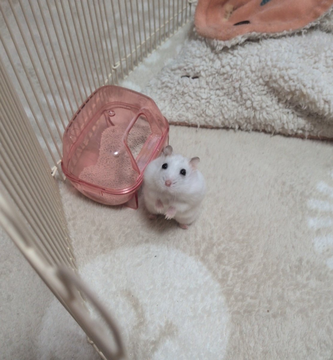 tsurumi_chuui's tweet photo. うちの可愛いおもちでも見てってくださいよ https://t.co/fTOEeewrcY