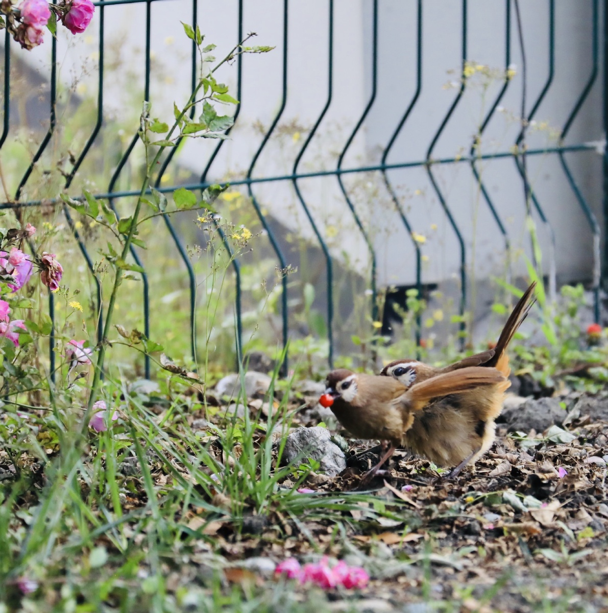 d_tchoam_79_d84's tweet photo. I love watching my little birdie safely perch on the fence by the garden while it nibbles on tasty treats from a nearby bush. https://t.co/KJQzjjFVw7