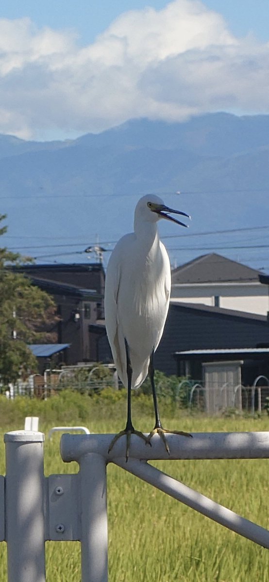 yukari_white's tweet photo. ε(｡ ﾟ◊ ﾟ)з https://t.co/ZF9WR1R92I