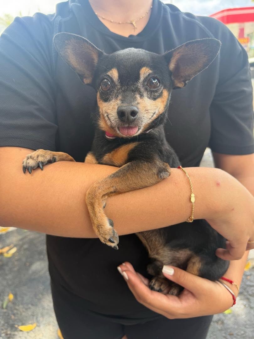 gracon27's tweet photo. #Caracas
#AvRomuloGallegos

Este perrito fué rescatado en la Av Rómulo Gallegos,muy cerca del Restaurante La Rambla.
Se busca a su familia 😢🐶♥️
Les suplico difundir 🙏🏻
Mil  gracias 🫂🇻🇪🥹 
Contacto: 04166136553📲 https://t.co/7ElJvzZDOk