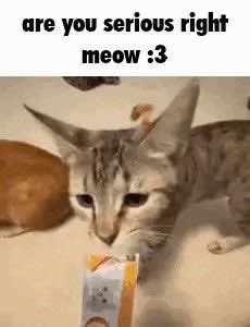 PuffballRose's tweet photo. @Legrong1 Meow https://t.co/PmadbX1myM