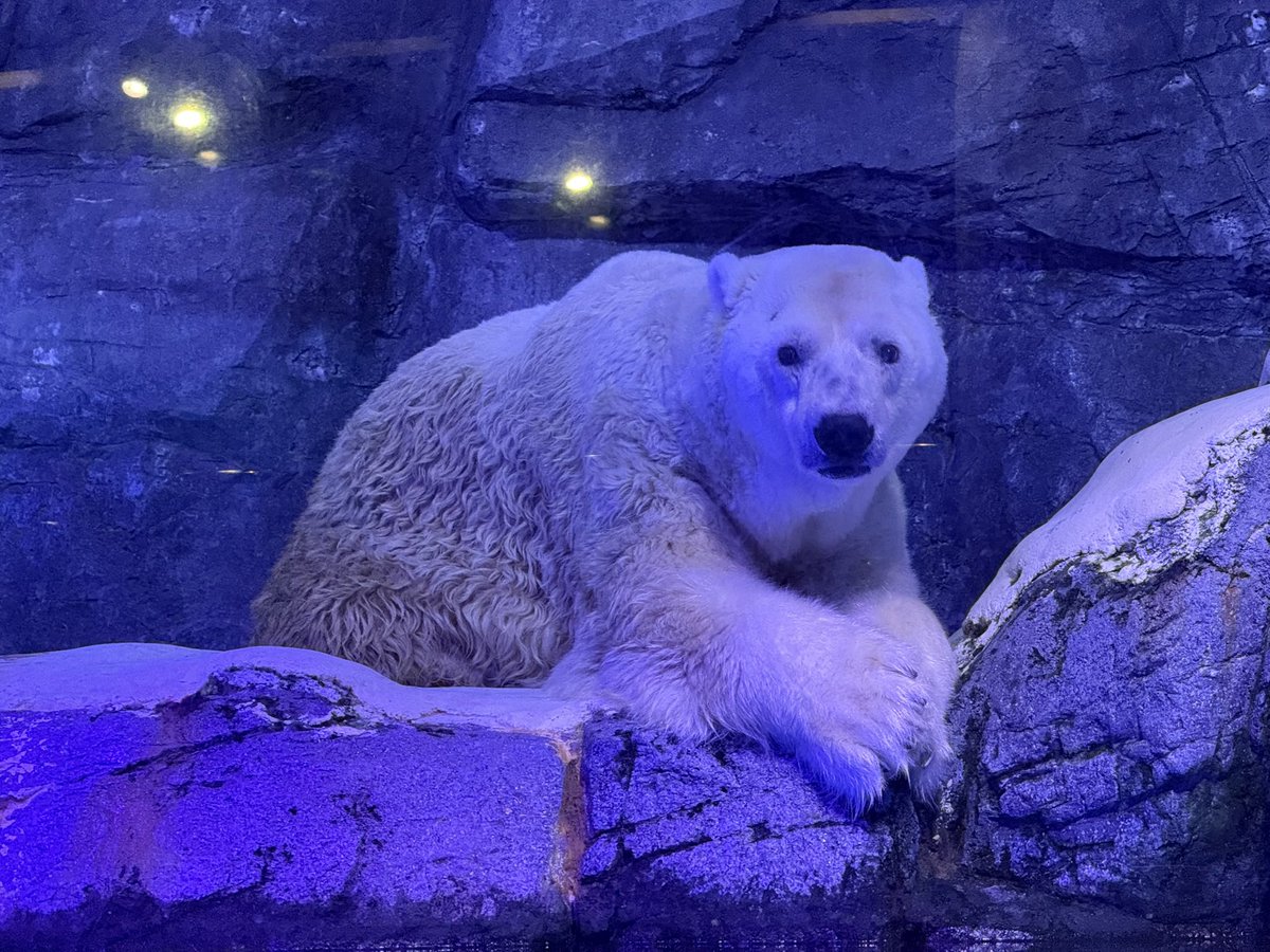 penguincat47's tweet photo. かわいいかわいいユキ丸、おつかれさま。🐻‍❄️
天国で安らかに...
#八景島シーパラダイス #ホッキョクグマ
#ユキ丸 https://t.co/caExa83pdK