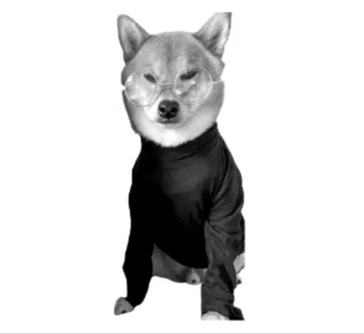 petergdevs's tweet photo. Since we are in an Inu meta, this is the perfect time to run Sheeb Jobs, a Shiba Inu dressed up as steve jobs, paired to $AAPL 

This has never ran before even though it has thousands of upvotes on reddit

https://t.co/1XBUnAkUu9

We finally have a legit Inu runner that can be paired to a blue chip stock