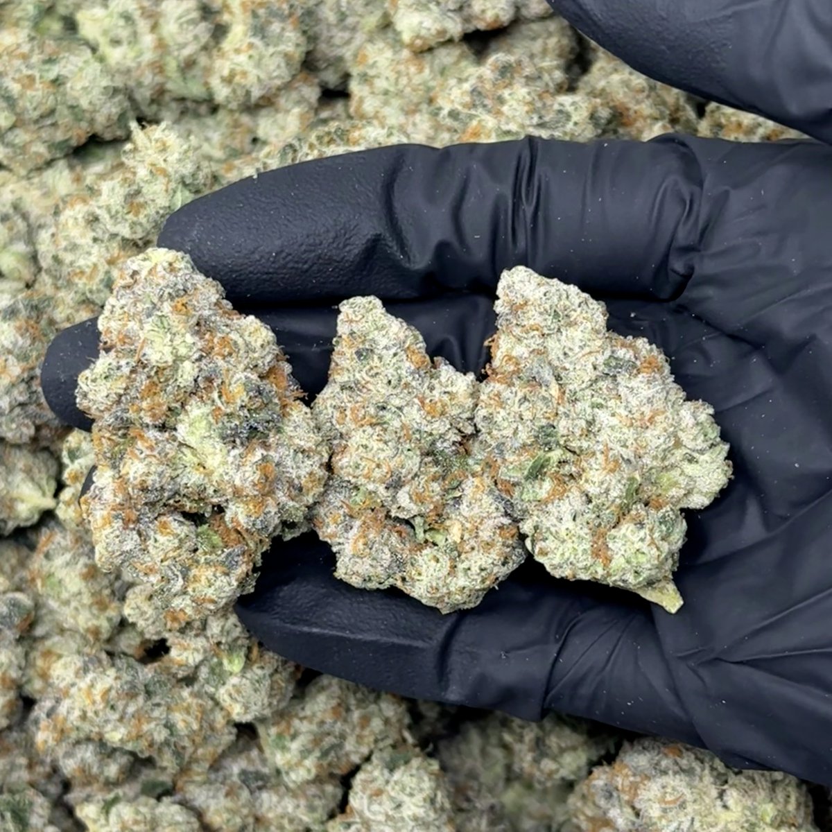 caliplug_distro's tweet photo. STRAIN: Cool Whip 🌿
TYPE: BIGZ 📦 
PRICE: $950💰

👀 Bag Appeal: 10/10
📏 Nug Size: 8/10 
🧱Structure: 8/10
👃Nose: 9/10
💧Freshness: 9/10
✂️Trim/Cleanliness: 9/10
🌀Breakdown: 9/10
👅 Taste/Smoothness: 9/10
🔥Burn/Ash: 10/10

TOTAL: 90/100 🏆 

AVAILABLE
@Caliplug_distro📍 https://t.co/3DFZdgxWc1