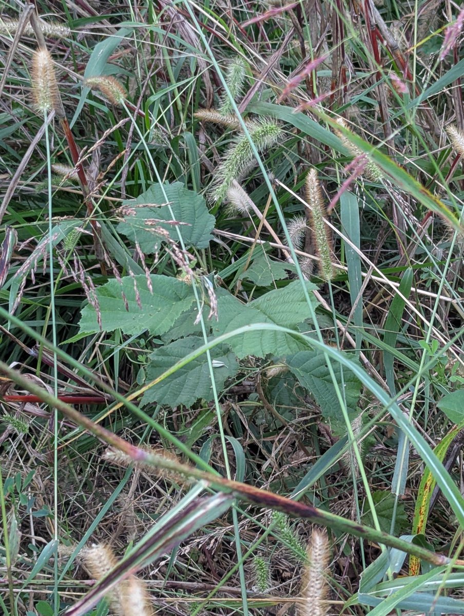 PatrickHeizer's tweet photo. A few of the hazelnuts in our western hedgerow.

Planted by @VA_Joe_S https://t.co/dEKHnKOxmt