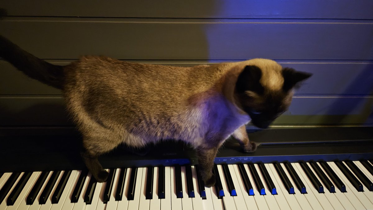 annerismos's tweet photo. alguem avisa que ela NAO tem dedos e nao consegue tocar piano!!!!!!!!!!!!!!!!!!!!!! https://t.co/VCiiFEL5wg