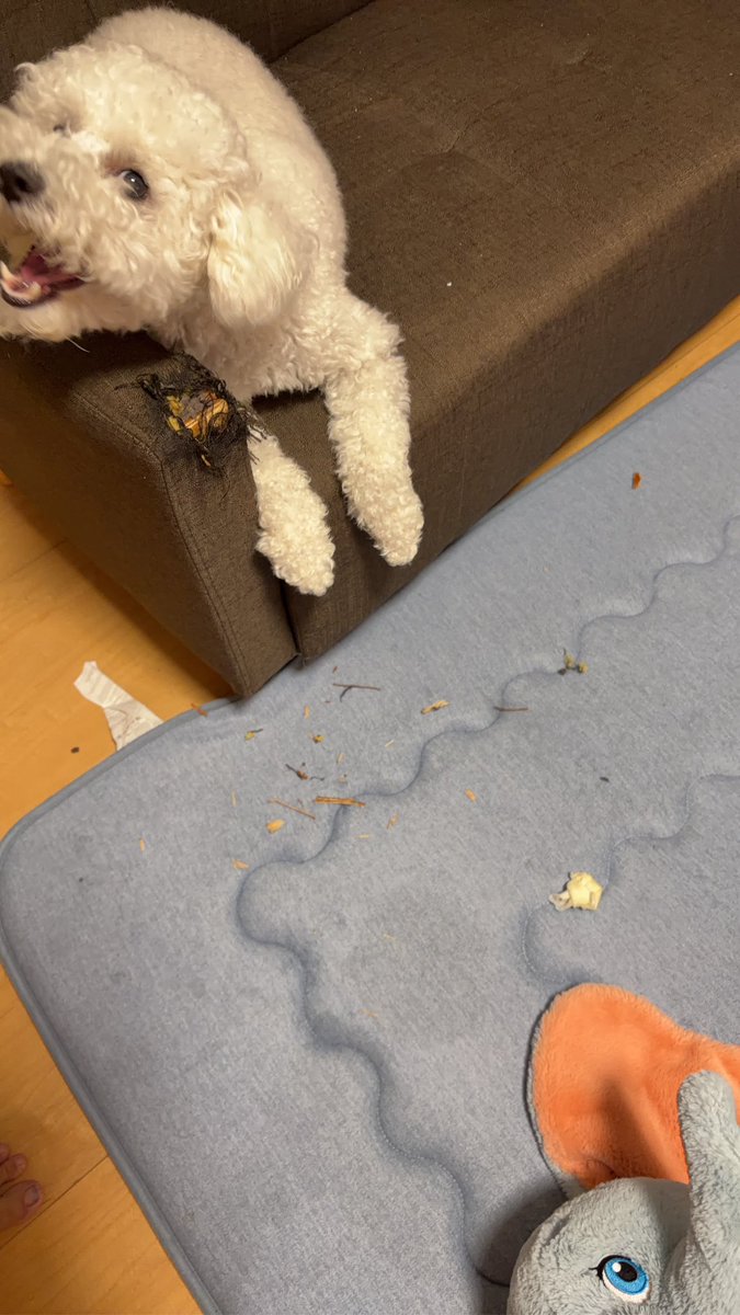 pyon01121996's tweet photo. これは旦那が一人暮らしするときに奮発して買った(と言っている)ソファの肘置きを見るも無惨に噛み砕いて悪魔の顔をしたムクムク丸 https://t.co/AGtTSUHwae