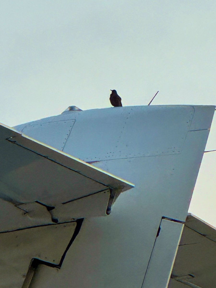 amx_official's tweet photo. おはようございます☀今日から10月‼️🍁
秋を感じる朝です☀️

寝坊中のみぞかですが、今日も1日頑張りましょう‼️

(🐬より🦜の方が早起き)
#天草エアライン　#みぞか号 https://t.co/ud9oXhKfEk