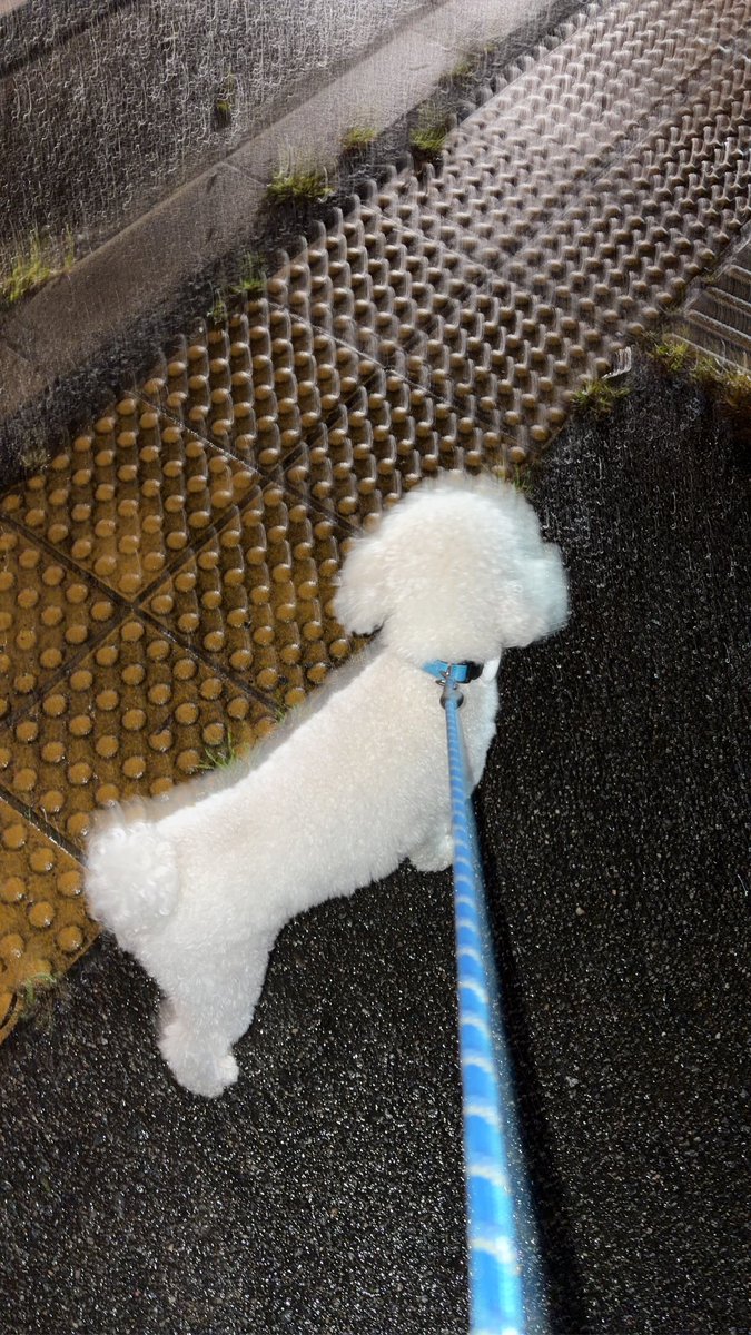 pyon01121996's tweet photo. これは小刻みに動きすぎてポワるムクムク丸 https://t.co/jvWfTPo2Ls