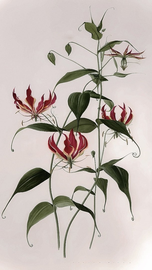 qiyuhaiyue's tweet photo. seems like it’s perfect moment to bring back gloriosa’s symbolism in Rafayel’s route and why it beautifully fits into the story on the timeline 🤍

the flame lily, gloriosa superba - beautiful, but never a gentle flower. a symbol of transformation and resilience, capable of healing, yet just as capable of becoming deadly

it’s a climbing plant that cannot stand entirely on its own. it survives by entwining itself around something else, reaching outward as it grows, while its petals curl back like tongues of fire

the flame lily exists somewhere between beauty and danger. highly toxic in larger doses, yet traditionally used medicinally - both medicine and poison depending on how it is handled

even its name, meaning glorious and magnificent, praises its beauty while leaving out the fact that it can be lethal. sounds familiar?

in traditional cosmology, red and scarlet tones represent, among other things, passion, vitality and a momentum that cannot easily be stopped. they’re associated with strong yang energy - when balanced, yang is warmth and the breath of life. when excessive, it consumes and burns

red is also often tied to fate and debts. an all consuming love that demands sacrifice, a price that must be paid to restore balance. the flame lily can carry similar associations - the afterlife, karmic crossings, the inevitable journey. growing along paths, it becomes a flower of passage and exchange. something is always demanded in return. transformation comes through loss

a recurring idea in eastern philosophies such as daoism is that things are rarely inherently framed as morally evil or good. circumstance and intent matter. historically, physicians explored that space in between as well - especially with medicinal substances. dosage, preparation and knowledge could determine whether the same plant became someone’s blessing or their demise

the flame lily’s poison, then, doesn’t have to represent evil. it can represent something dangerous that must be understood and learned how to wield before it can become medicine

Yu’s bond with mc mirrors that duality almost perfectly - something meant to shine with the beauty of devoted love, yet corroded by fate. their love heals and poisons at the same time, keeping them bound within the same karmic cycle

flame lilies cannot stand alone - they wrap themselves around something else in order to keep climbing

Qi Yu and mc aren’t meant to be separated either. they climb, entwine and adapt together, again and again, until perhaps they finally find a way to turn the toxin into medicine and bring their fire back into balance