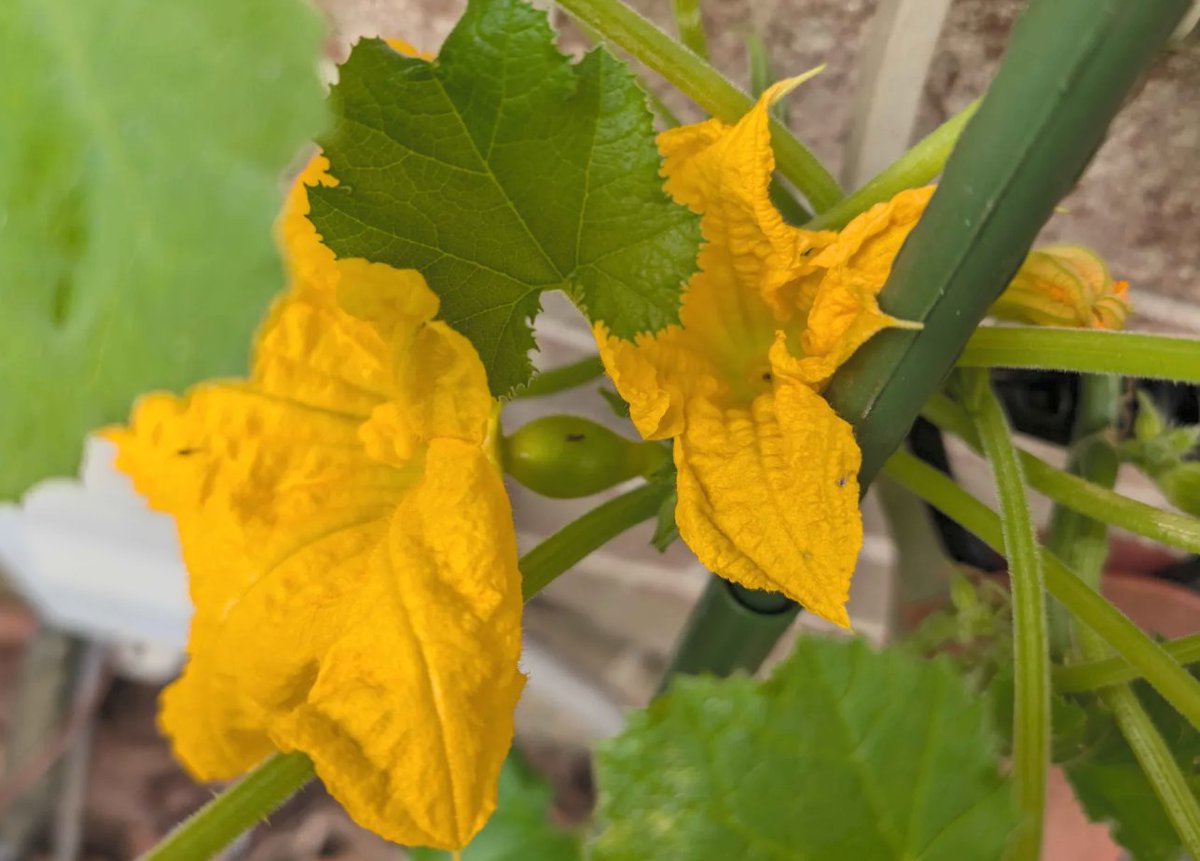 Brother_of_Bawb's tweet photo. @daisyfren Looks tasty! I just tried pollinating a summer squash today, don't think it'll take though as I couldn't find much/any pollen. The ants already gathering https://t.co/dewyJhVLMz
