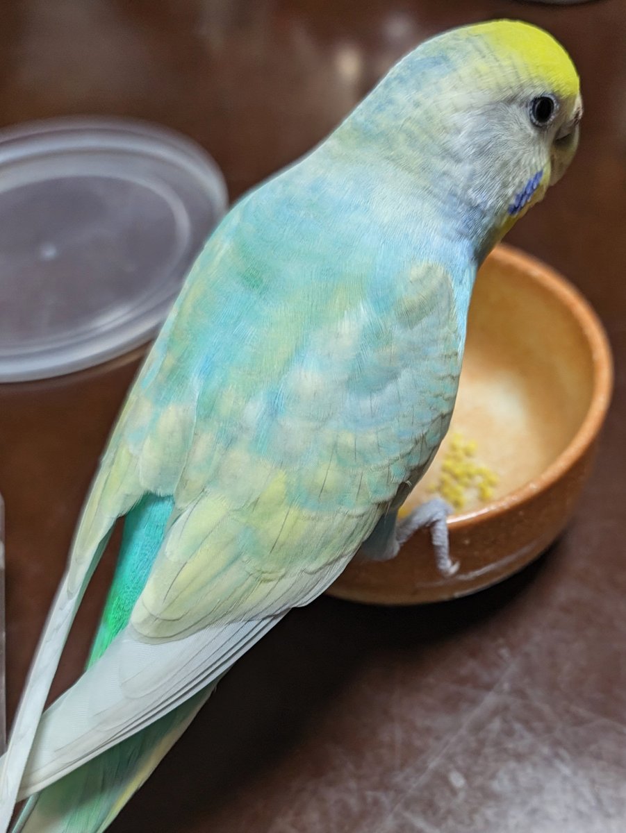 Jwork_workof_JP's tweet photo. おはようございます✨#モフ曜日
家のインコの換羽が終わり、元通りになりました。
換羽期間中はごはんを増やしていましたが
しっかり体重増加したのでまた元の量に戻します😿

本日もよろしくお願いいたします🙇

#企業公式相互フォロー
#企業公式が朝の挨拶を言い合う https://t.co/dRy2qJizj8