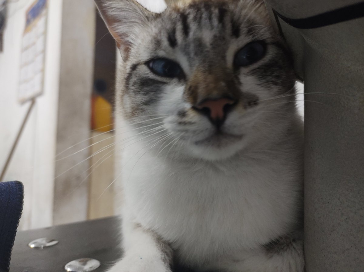 Davidk93e's tweet photo. Mi hermoso gato 😍 https://t.co/qFSt1WO25Z