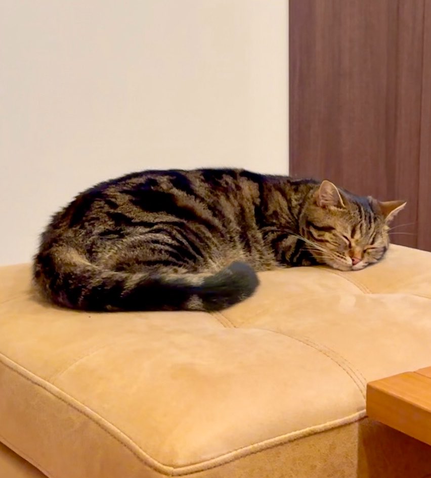 cat_anko3's tweet photo. もなちゃん今日で3歳になりました🎉
立派なクロワッサンに成長しました🤭
←3ヶ月　　→3歳 https://t.co/WLx9XGKNit