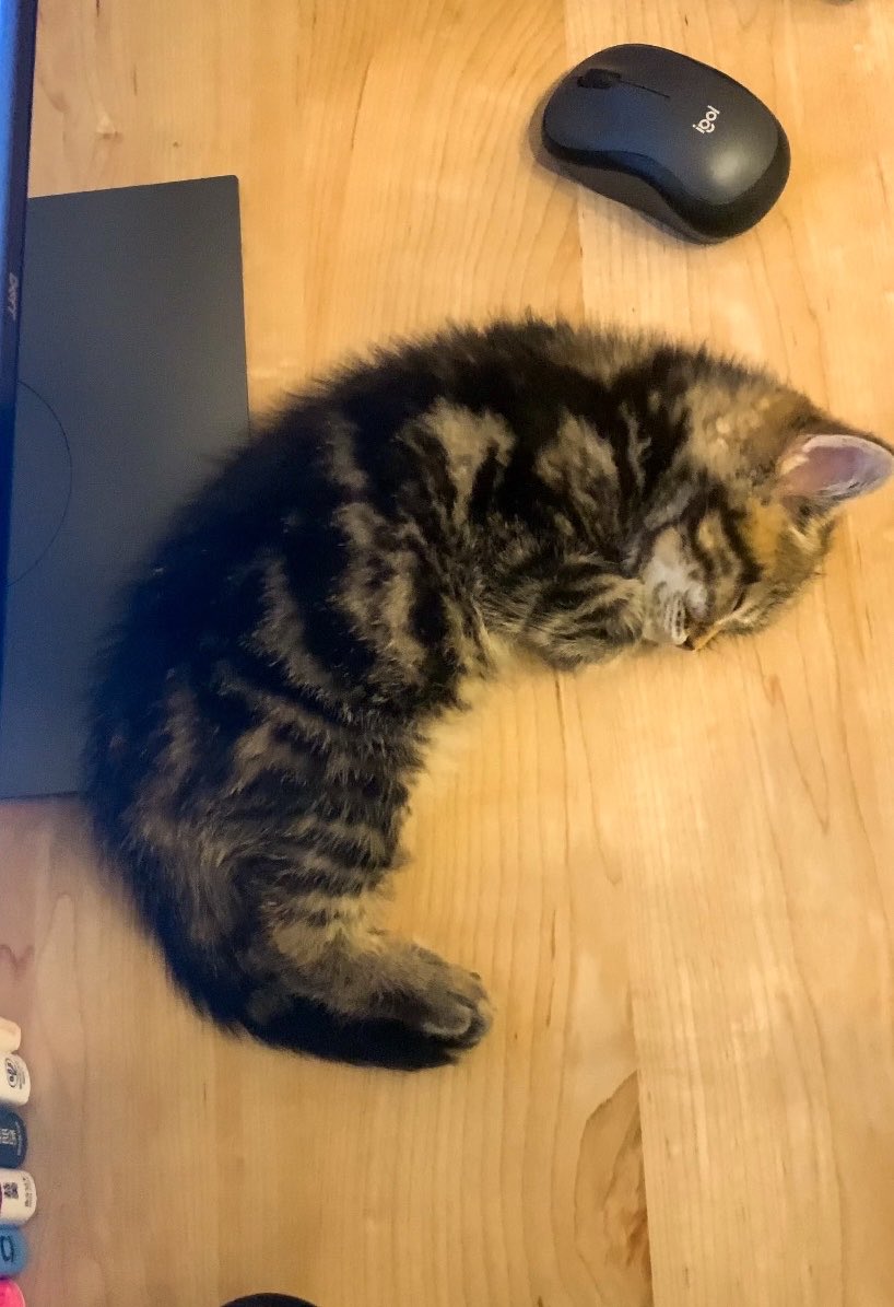 cat_anko3's tweet photo. もなちゃん今日で3歳になりました🎉
立派なクロワッサンに成長しました🤭
←3ヶ月　　→3歳 https://t.co/WLx9XGKNit