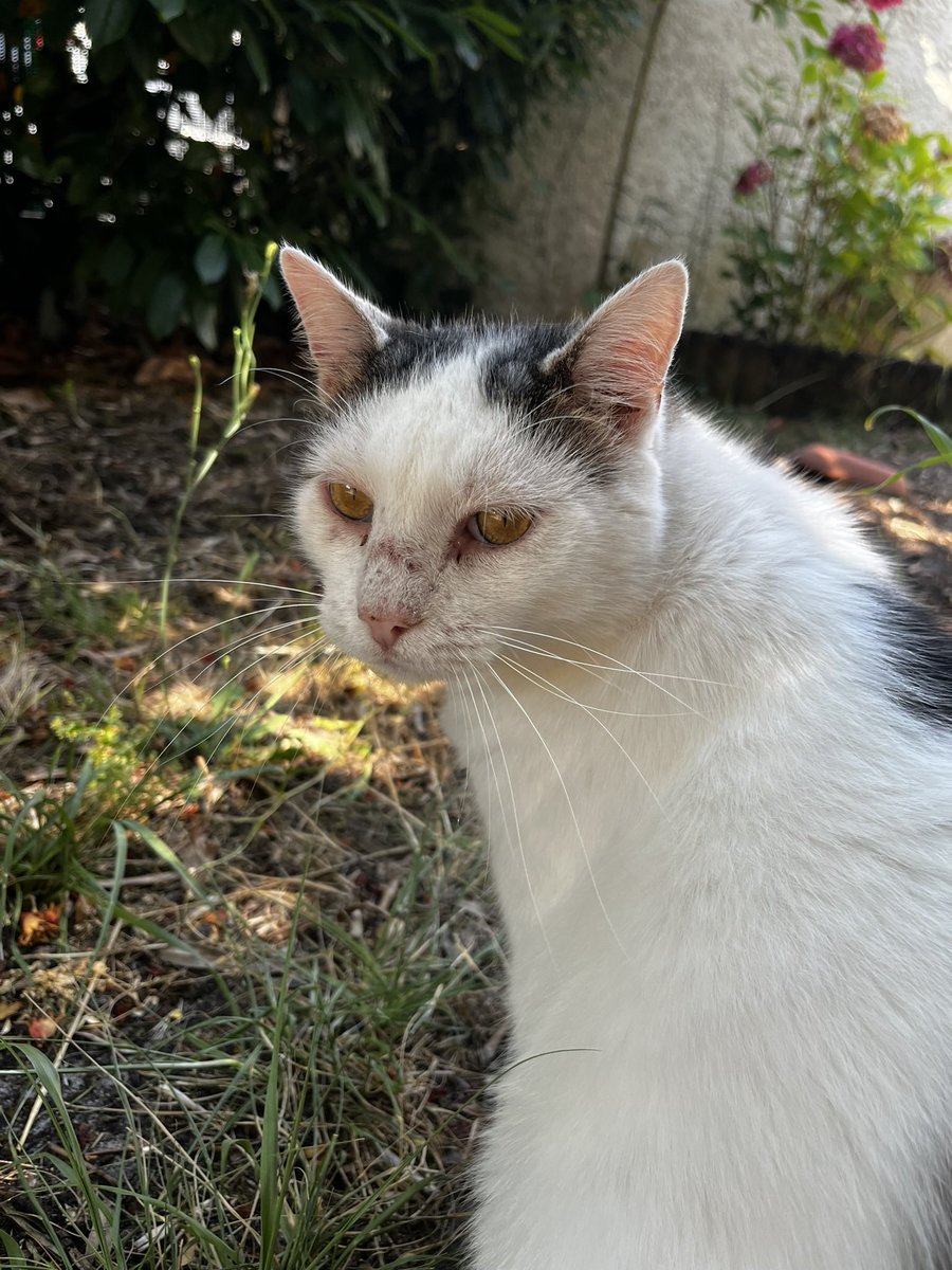 gdtwox's tweet photo. 1 semaine que mon Spirit est parti et je suis toujours autant dévasté. Je rentre chez moi ya un vide énorme, j’ai encore le réflexe de le chercher partout dans le jardin. Je vous jure que la perte d’un animal ça brise le cœur. Je l’aime tellement https://t.co/vumDbjWRVg