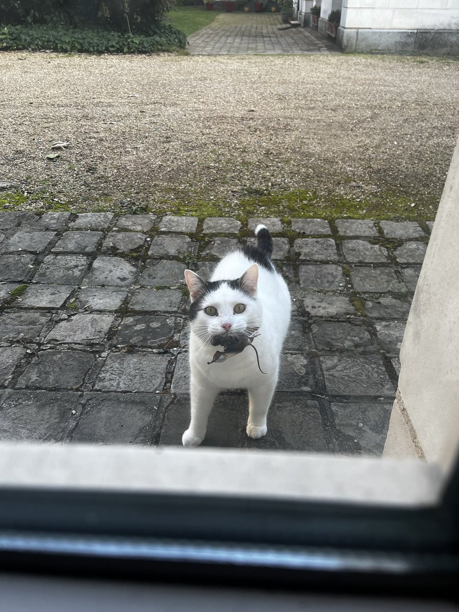 gdtwox's tweet photo. 1 semaine que mon Spirit est parti et je suis toujours autant dévasté. Je rentre chez moi ya un vide énorme, j’ai encore le réflexe de le chercher partout dans le jardin. Je vous jure que la perte d’un animal ça brise le cœur. Je l’aime tellement https://t.co/vumDbjWRVg