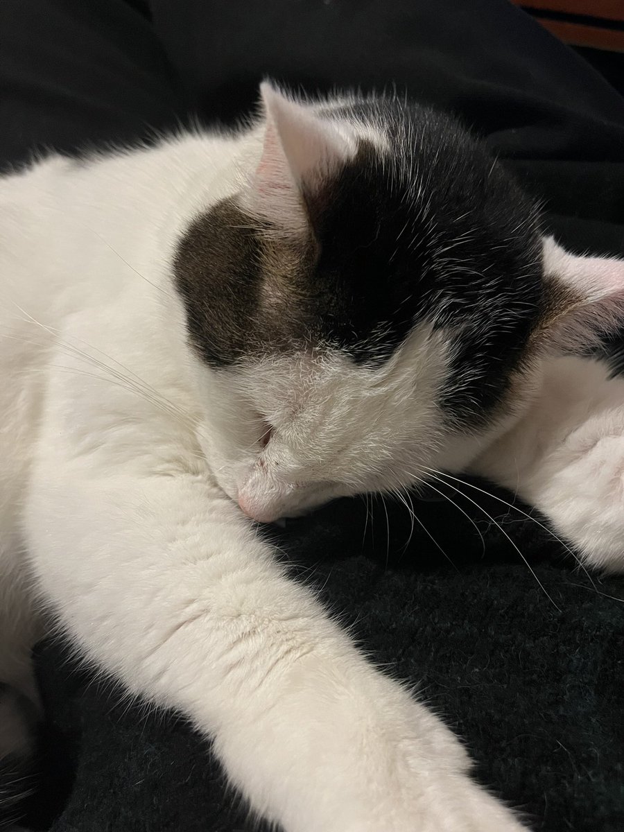gdtwox's tweet photo. 1 semaine que mon Spirit est parti et je suis toujours autant dévasté. Je rentre chez moi ya un vide énorme, j’ai encore le réflexe de le chercher partout dans le jardin. Je vous jure que la perte d’un animal ça brise le cœur. Je l’aime tellement https://t.co/vumDbjWRVg