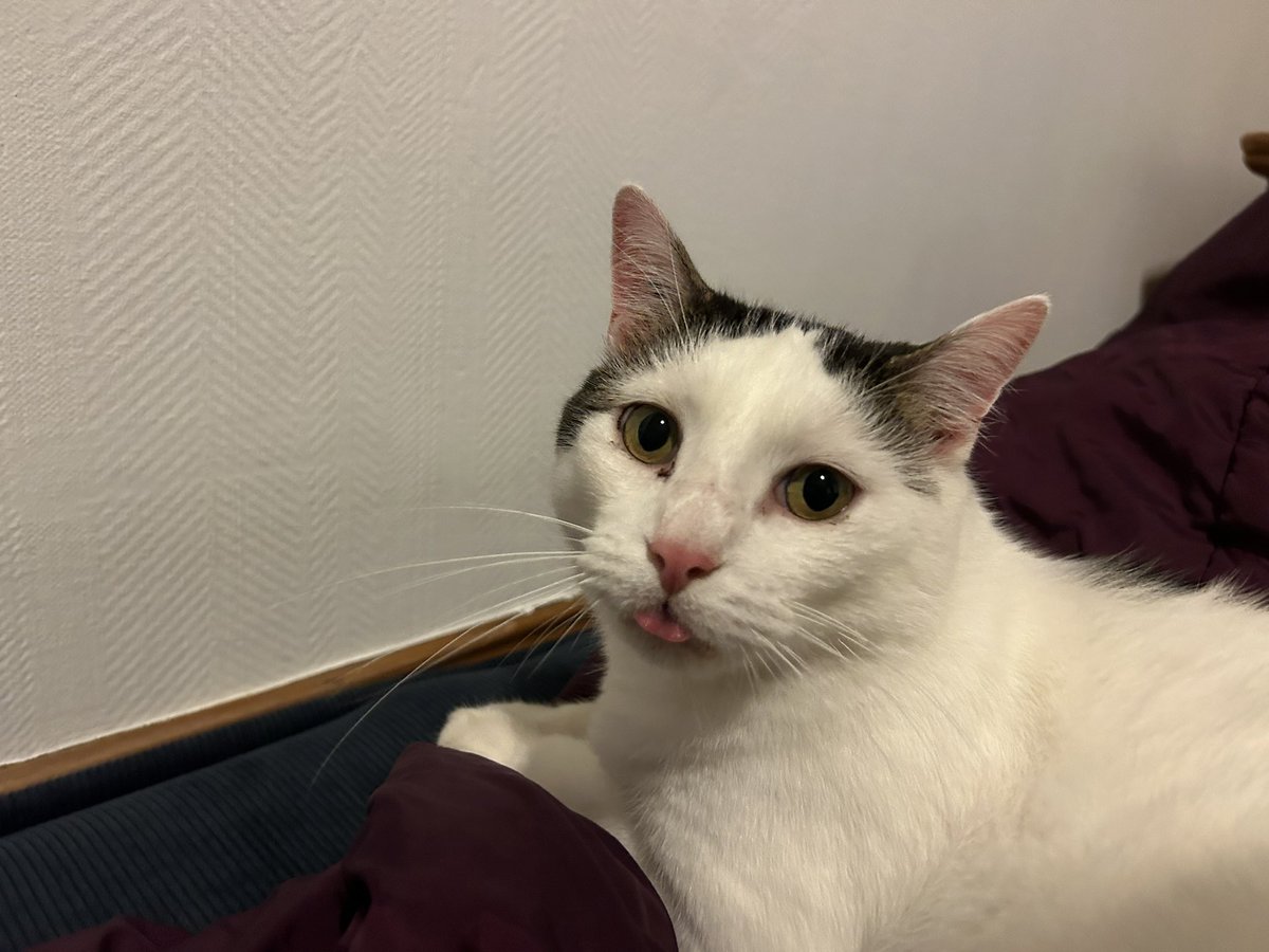 gdtwox's tweet photo. 1 semaine que mon Spirit est parti et je suis toujours autant dévasté. Je rentre chez moi ya un vide énorme, j’ai encore le réflexe de le chercher partout dans le jardin. Je vous jure que la perte d’un animal ça brise le cœur. Je l’aime tellement https://t.co/vumDbjWRVg