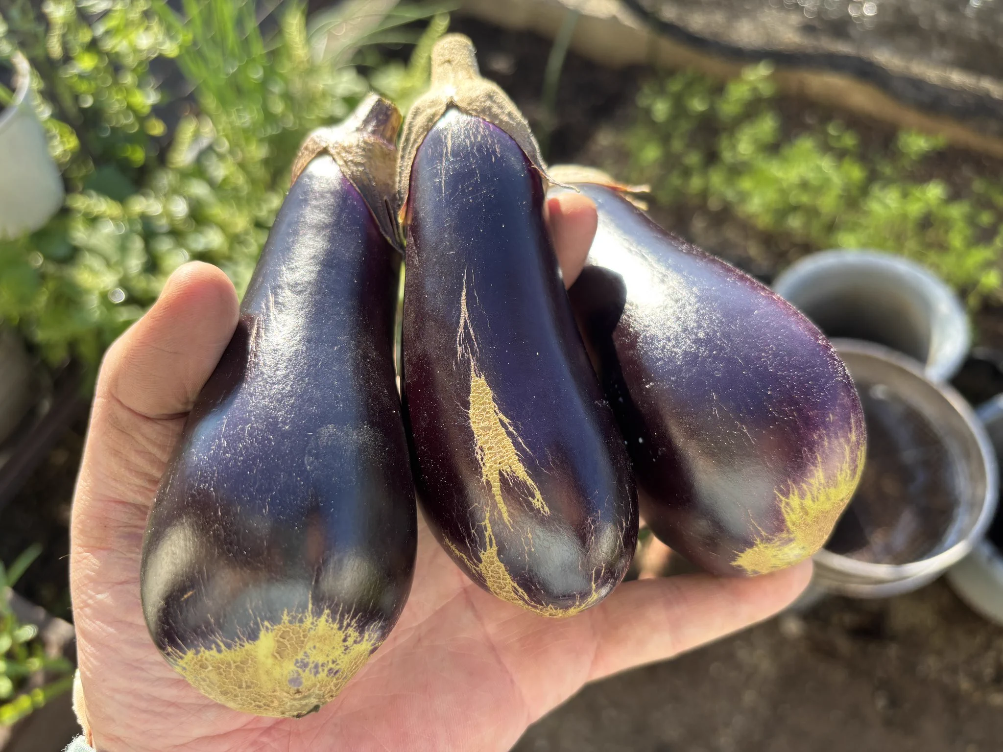 暴れカニ男🦀 в X: „お茄子はたぶんこれで最後🍆ニラは植え替え。“ / X