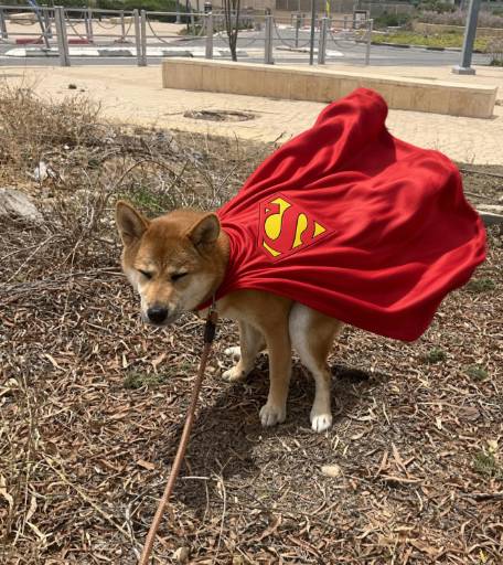 LilDegenSol's tweet photo. This is the PERFECT meta to run super pooper https://t.co/pQCaR4f1Sx