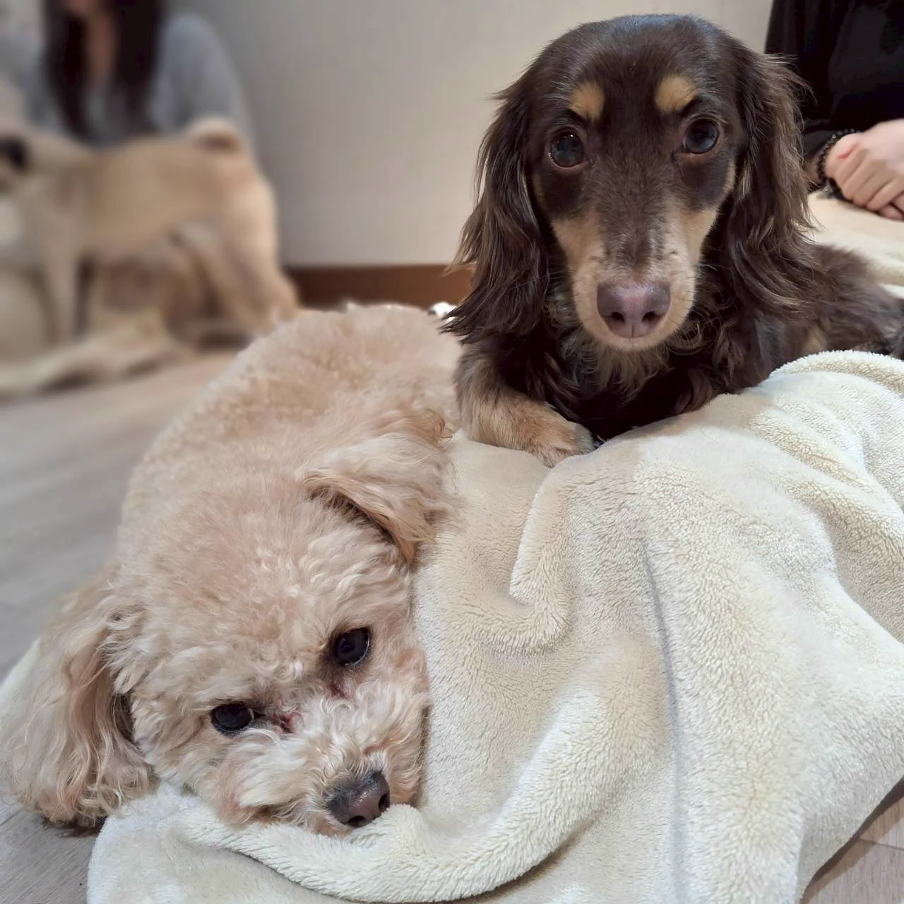 犬カフェ🐶わんちゃんとあそぼ！ on X: 