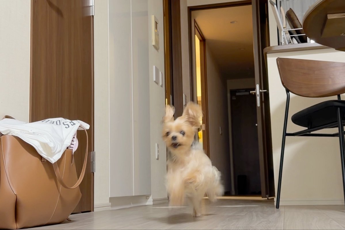 A small fluffy dog leaps energetically in the air in a hallway between rooms, with a tan tote bag and white t-shirt on the floor nearby.