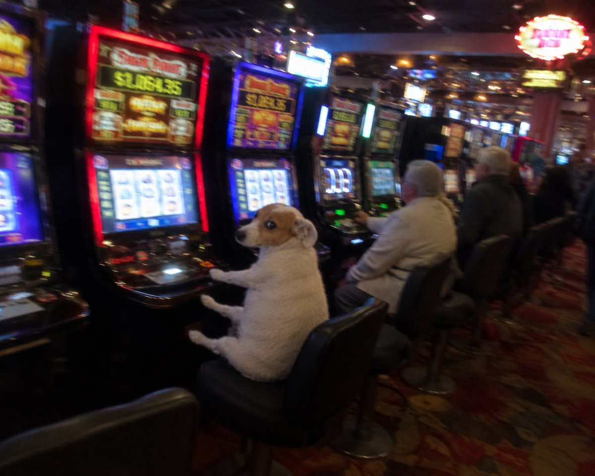 sittingdogpf's tweet photo. @BryceHall go all in you say?? https://t.co/Q1n0ca1tFG