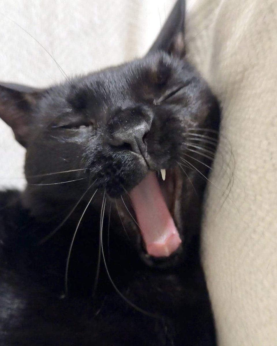 NenekokoC's tweet photo. 可愛い前歯✨🦷✨🐈‍⬛
#あ���び

#ねね #ねねここ
#あくび猫 #かわいい

#猫 #黒猫 #くろねこ #保護猫 #blackcat https://t.co/ASXXEya267