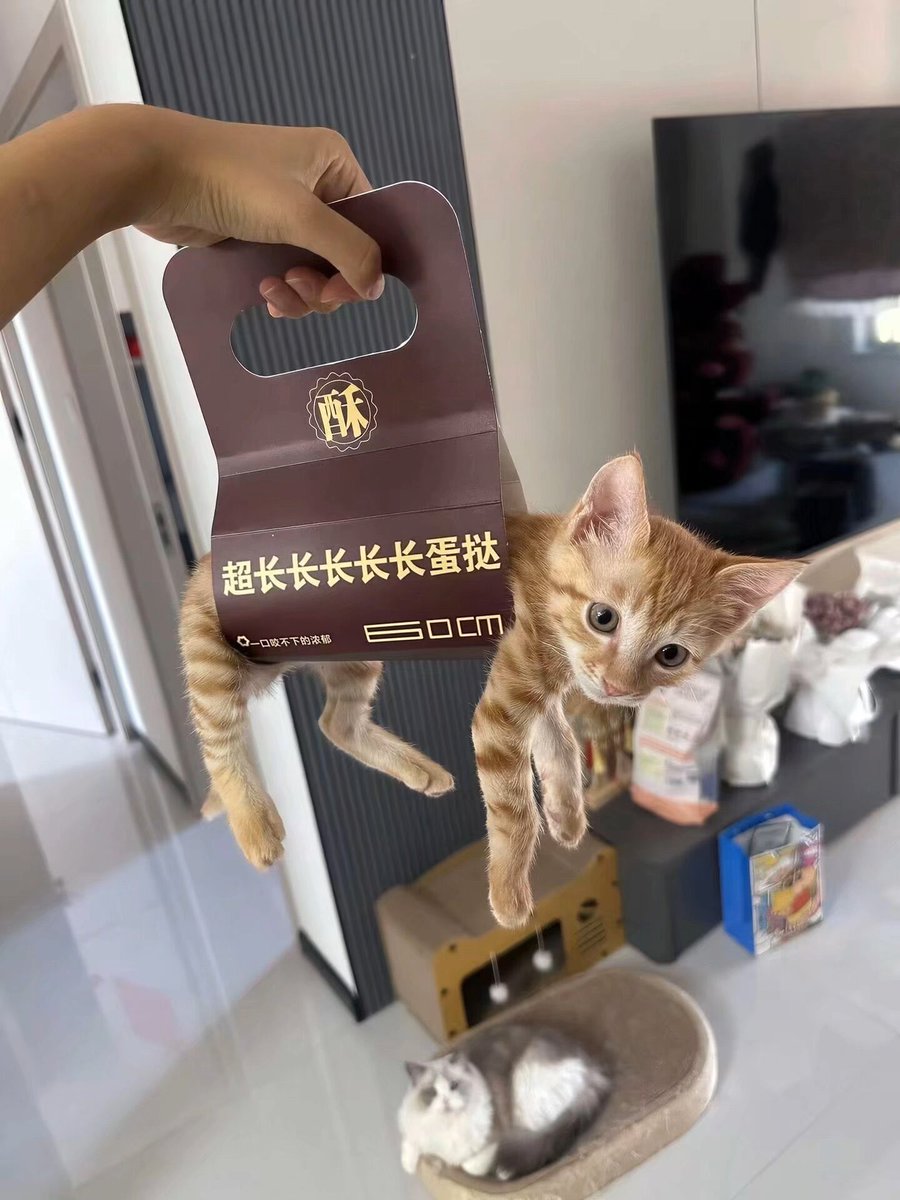 Lalalalaluk's tweet photo. ：连…..连我也要吃吗🥹 https://t.co/SkdVNIVO51