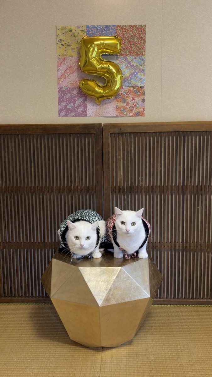 pom_powa_nyan's tweet photo. 本日、誕生日を迎えました🎂🎉
5歳になったぽむぽわも何卒よろしくお願い致しまする〜😺😺 https://t.co/7VS3MKycDp