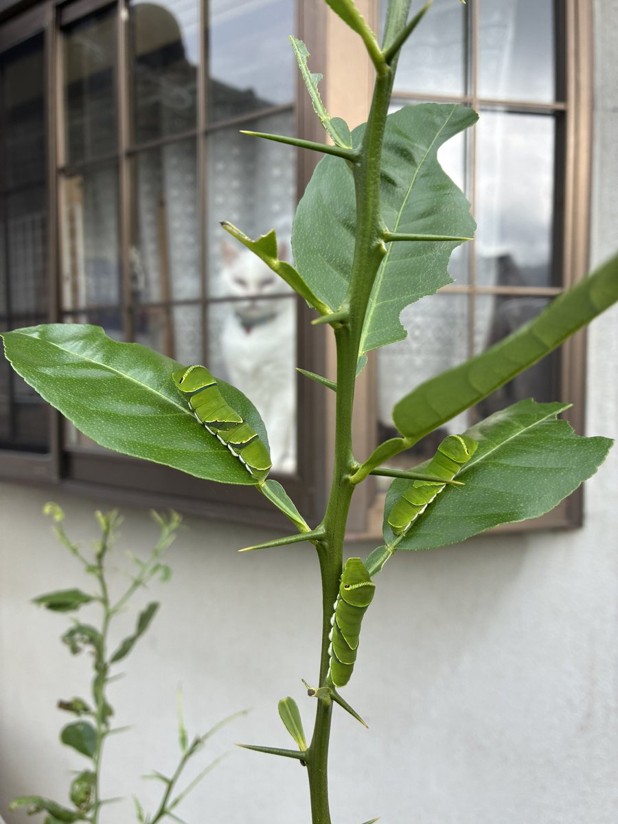 kokko20300's tweet photo. 我が家のレモン🍋のきの若葉を
アゲハチョウの幼虫🐛が食い尽くしています。
早く蝶々になって、飛んでいっておくれ🦋
一枚目の写真は、3匹。2枚目は4匹
わかりますか？ https://t.co/AFJuhVUn9f